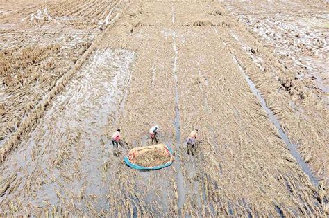 Ribuan Hektare Lahan Pertanian Gagal Panen Akibat Banjir Koran