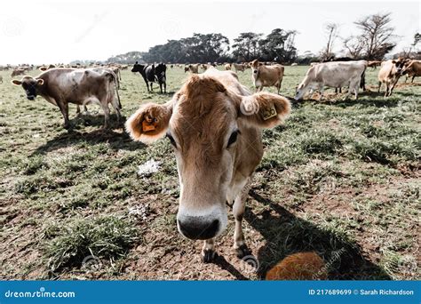 A Curious Jersey Cow Stock Image Image Of Farm Jersey 217689699