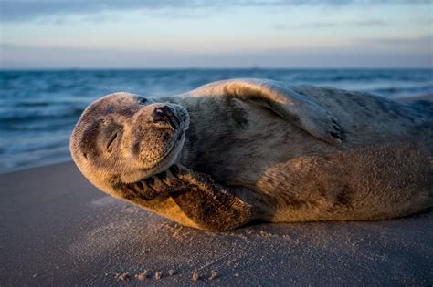 Nature Photographer Of The Year 44 Breathtaking Photos Of Wild Animals