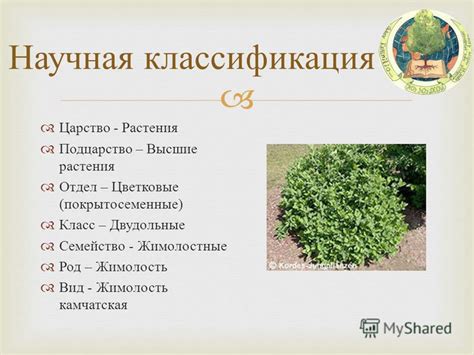 Презентация на тему: "Рябина Шикша Жимолость Камчатская Голубика Волчья ...