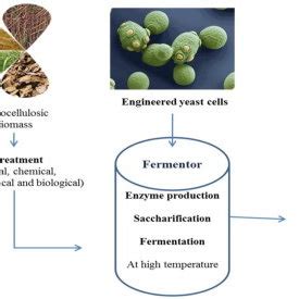 The Process Flow Of Separate Hydrolysis And Fermentation SHF