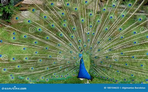 Male Peacock Bird Open Feathers Tail Pavo Cristatus Stock Image