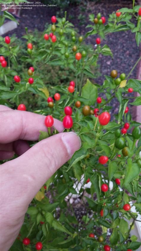 Plant Identification Closed What Kind Of Pepper Plant Is This 1 By