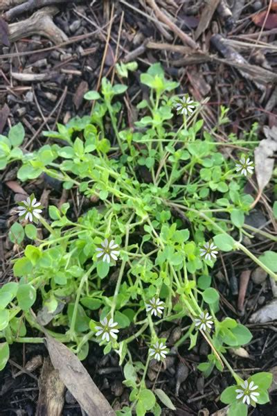 chickweed gardening eden