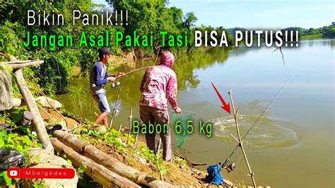 Gak Nyangka Ikan Mas Babon Yang Makan Mancing Di Sungai Liar