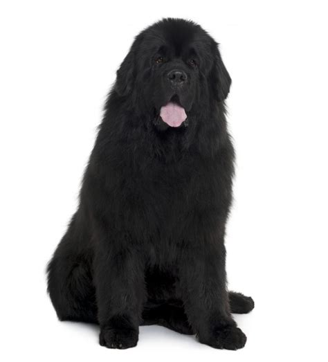 A Look At Newfoundland Dog Colors - My Brown Newfies