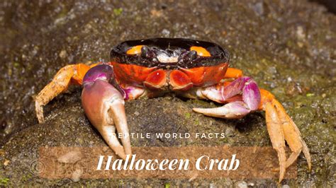 Halloween Week - Top 10 Halloween Crab Facts!