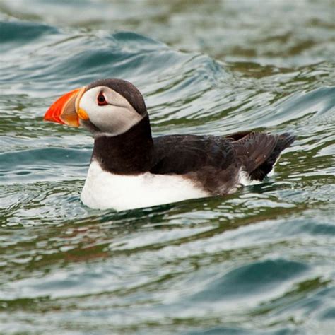 Descubren cómo las aves terrestres realizan sus largas travesías marítimas