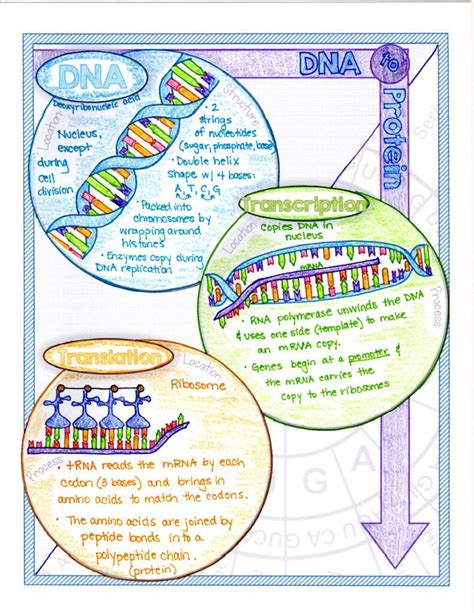 7 Fun Protein Synthesis Activities Suburban Science