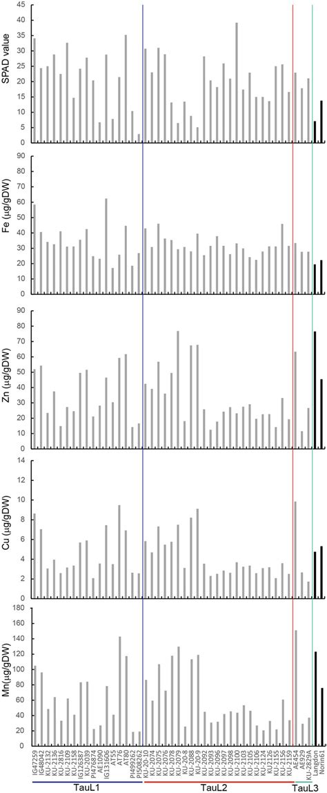 Analysis Of SPAD Values And Concentrations Of Fe Zn Cu And Mn In