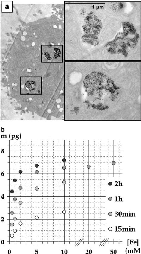 A Electron Micrographs Of Labeled Huh7 Hepatoma Cells After