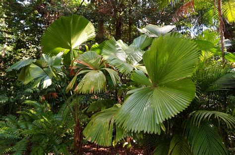 Licuala Peltata Var Sumawongii Cv Elegans Plant Leaves Plants