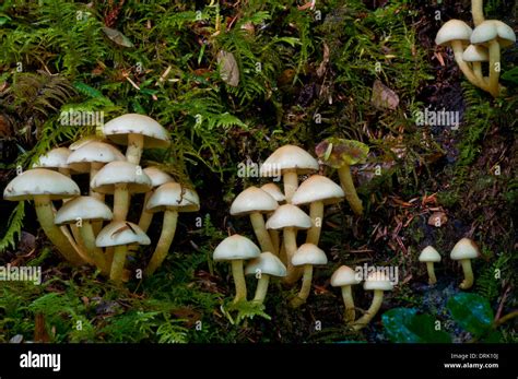 Mushrooms Hypholoma Capnoides In The Oregon Coast Range Near