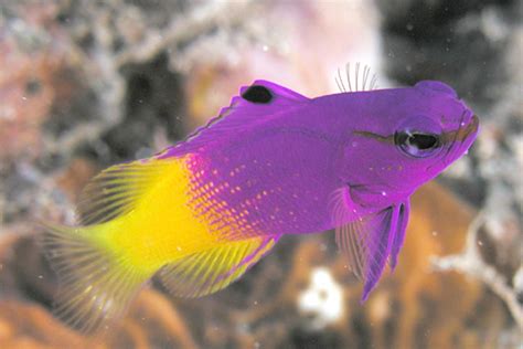 Great Saltwater Fish For The Home Aquarium Hubpages