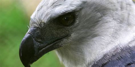 Harpy Eagle Side View