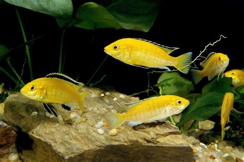 Yellow Lab Cichlid: Size, Gender, Tank Mates & More