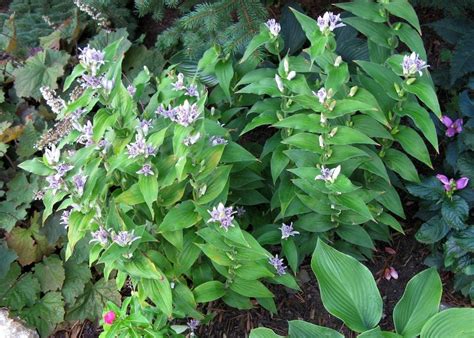 Toad Lilies Plant Care And Collection Of Varieties Garden Org