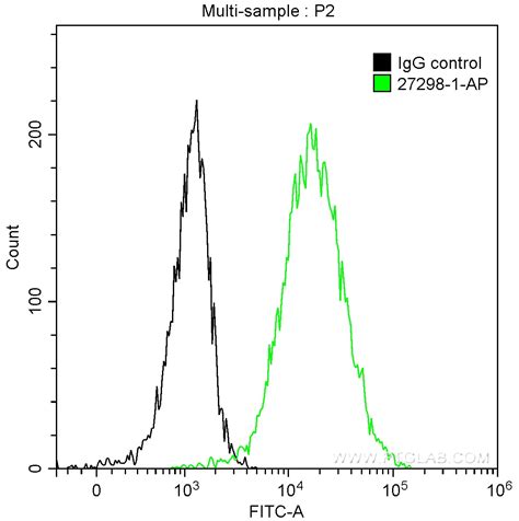 Calreticulin Antibody 27298 1 Ap Proteintech