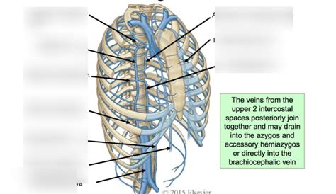 L Venous Drainage Of Thoracic Wall Diagram Quizlet