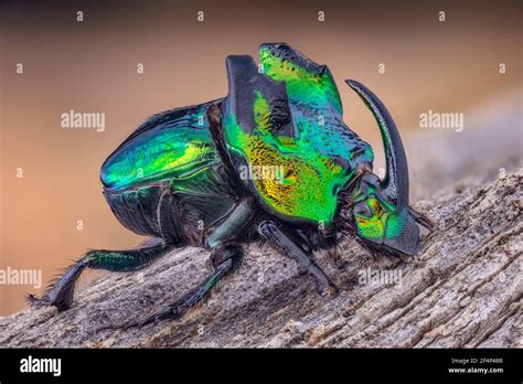 Green Rhino Beetle