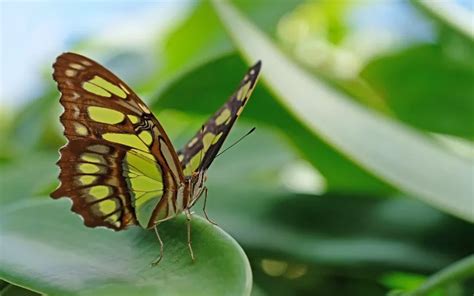 Queen Butterfly Identification Life Cycle And Behavior Insectic