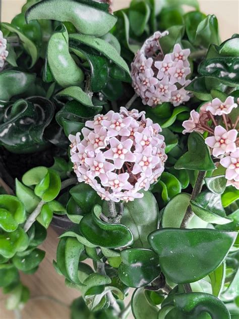 How To Get A Hoya To Bloom My Tips For Encouraging Flowering Hoya