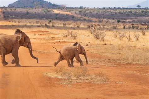 Conseils pour un safari réussi en Afrique CP voyage