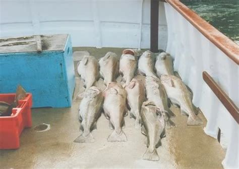 Sea Fishing At Whitby North East Coast Cod Fishing Picture Archive