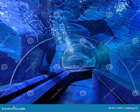 Fish Blue Abstract Aquarium Underwater Tunnel with Big Stingray Stock ...