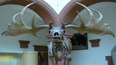 This Giant Deer Species Went Extinct Wielding Ft Antlers