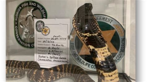 Investigation uncovers trafficking of dangerous snakes