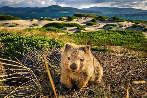 Plan Your Visit To Maria Island