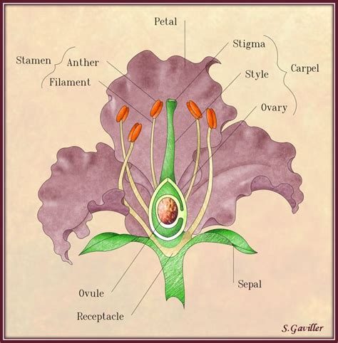 Flower Anatomy Flower Anatomy Parts Of A Flower Flower Structure