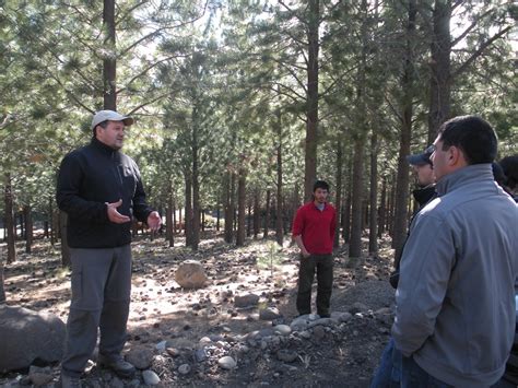 Patagonia Andina Forestal Curso De Mejora Gen Tica Forestal Operativa