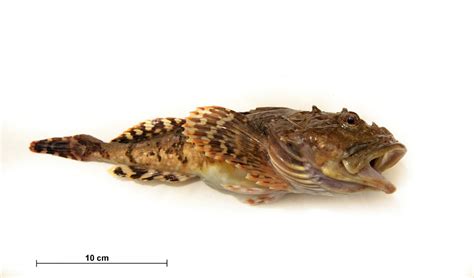 Myoxocephalus Scorpius Shorthorn Sculpin