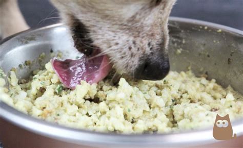 Beneficios De La Comida Casera Para Perros GuÍa Completa