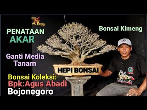 Penataan Akar Ganti Media Tanam Pruning Bonsai Kimeng Ficus Microcarpa