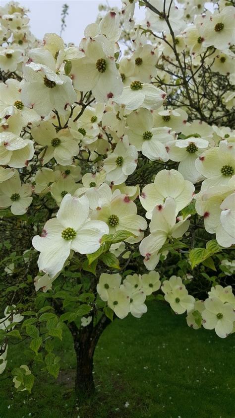 White Flowering Dogwood Tree Facts / Eastern Flowering Dogwood - St. Williams Conservation ...