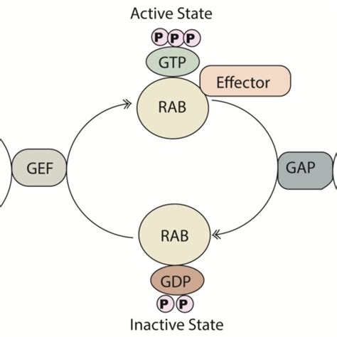 Schematic Representation Of The Rab GTPase Cycle Rab Proteins