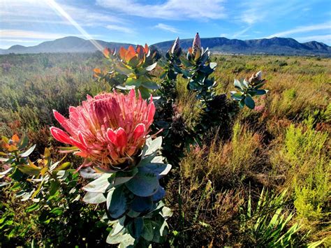 Agulhas National Park A Journey To Africas Southernmost Point