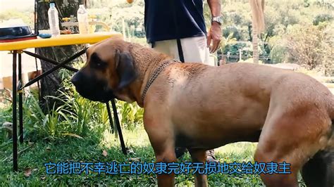 世界5大恶犬排行，对人最不友善的品种，比特都排不上号哔哩哔哩 ゜ ゜つロ 干杯~ Bilibili