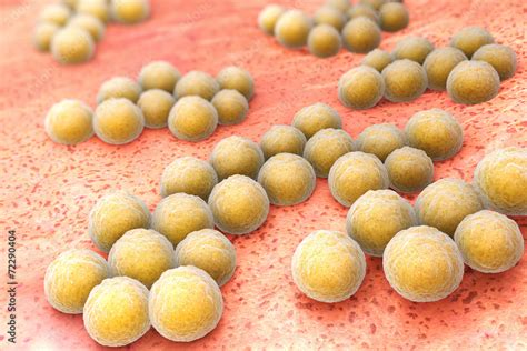 Staphylococcus Aureus Stock Photo Adobe Stock