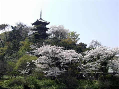 Yokohama Day Trip Ideas For Spring Cherry Blossom Viewing And