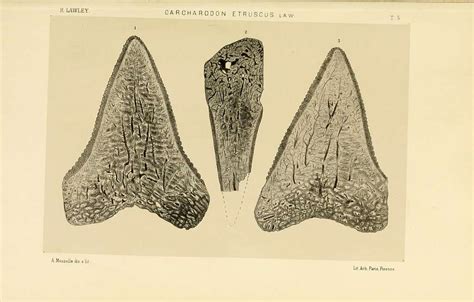 Studi Comparativi Sui Pesci Fossili Coi Viventi Dei Generi Carcharodon