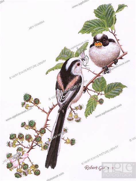 Long Tailed Tits Feed On Insects While Perched On The Branch Of A
