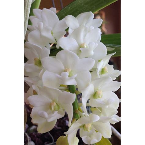 Jual Anggrek Vanda Rhynchostylis Gigantea Dewasa Shopee Indonesia