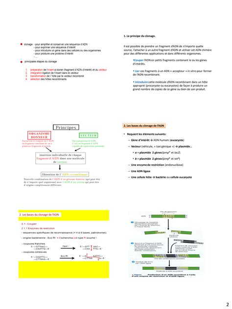 SOLUTION Cours 05 Chapitre V Le Clonage Mol Culaire Studypool