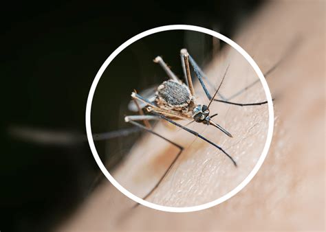 Mosquito Identification - Ampest