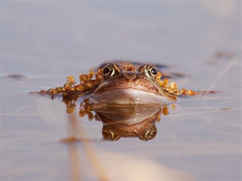 Species of UK: Week 45: Common Frog (‘Rana temporaria’)