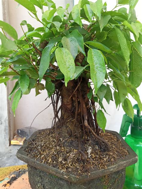 Bahan Bonsai Beringin Benjamina Perkebunan Di Carousell